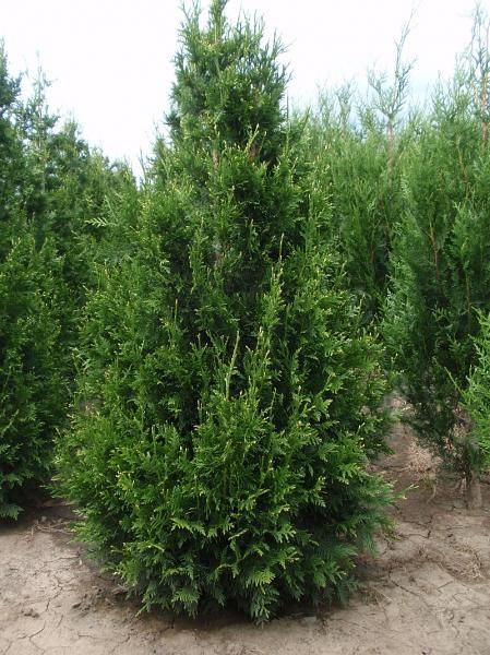 Thuja plicata 'Can Can' - C3L - 25/30 cm