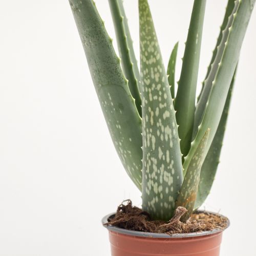 Aloe vera - saksija 10 cm / visina 30 cm