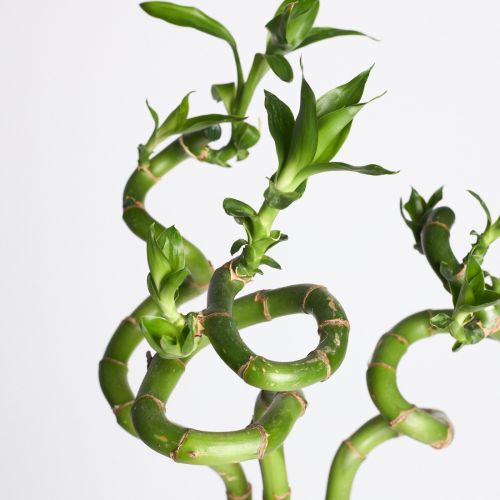 Dracaena 'Lucky Bamboo' - Spiral - 80 cm