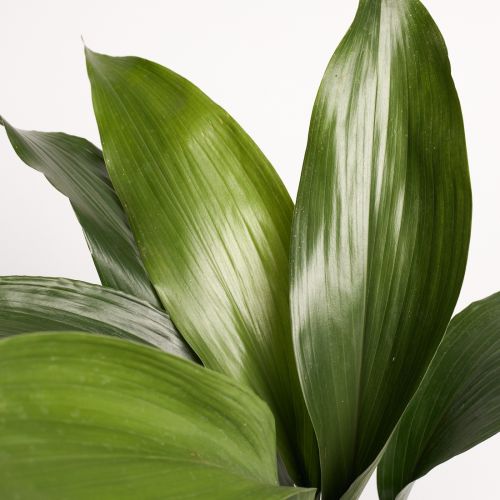 Aspidistra elatior - saksija 15 cm / visina 60 cm