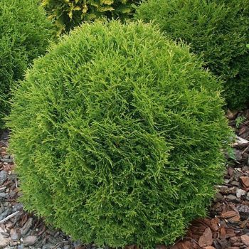 Thuja occ. 'Tiny Tim' - P15 - 15/30 cm