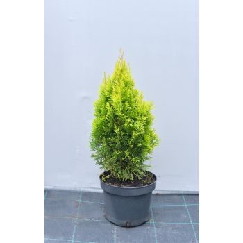 Thuja occ. 'Golden Smaragd' - P15 - 20/40 cm