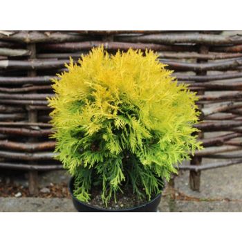 Thuja occ. 'Amber Glow' - P15 - 10/20 cm