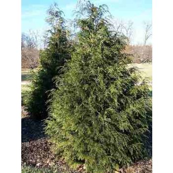 Thuja plicata 'Aldrich Mountain' - C3L - 40/50 cm