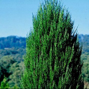 Juniperus vir. 'Spartan' - C4 L - 50/70 cm