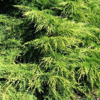 Juniperus med. 'Pfitzeriana Old Gold' - C20 L - Pom Pon