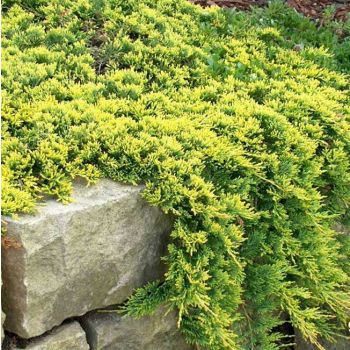 Juniperus hor. 'Golden Carpet' - C3 L - 20/40 cm