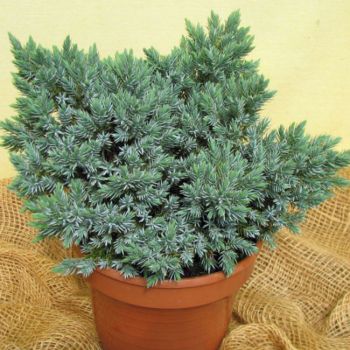 Juniperus sqa. 'Blue Star' - P15 - 10/20 cm