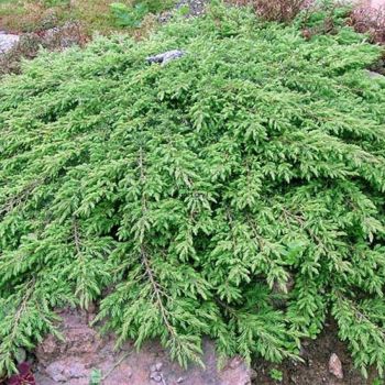 Juniperus com. 'Repanda' - C3 L - 50/70 cm