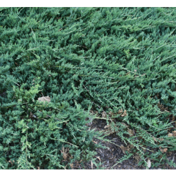 Juniperus hor. 'Jade River' - P15 - 40/60 cm