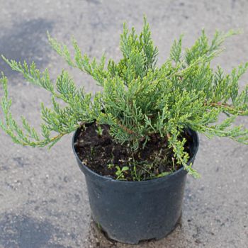 Juniperus sabina 'Rockery Gem' - P15 - 20/25 cm