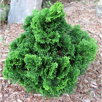 Chamaecyparis obtusa 'Nana Gracilis' - P15 - 10/15 cm