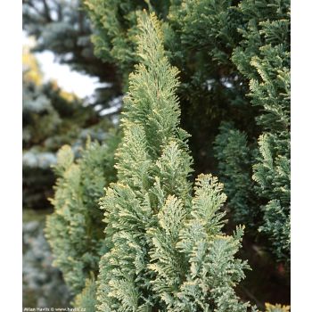 Chamaecyparis lawsoniana 'White Spot' - P15 - kalem 45 cm