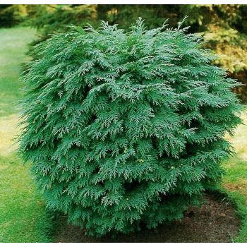 Chamaecyparis lawsoniana 'Globosa' - P15 - 15/20 cm