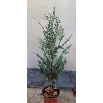 Chamaecyparis lawsoniana 'Columnaris' - P15 - kalem 45 cm