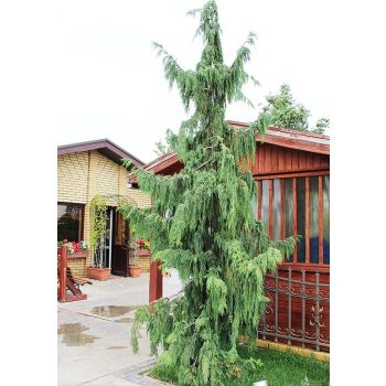 Chamaecyparis nootkatensis pendula - C3L - 30/40 cm