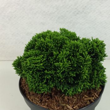 Chamaecyparis obtusa 'Juniperoides' - C2L - 12/15 cm