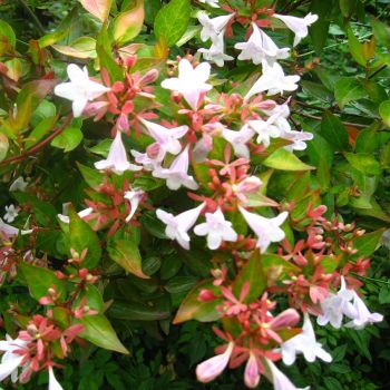 Abelia x grandiflora - C2L - 30/40 cm