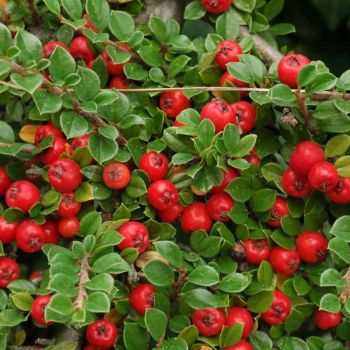 Cotoneaster dammeri - P15 - 20/40 cm