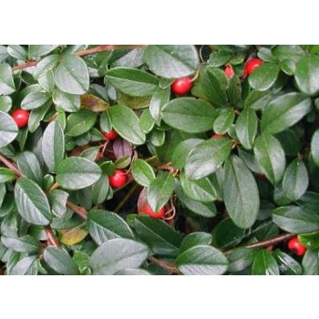 Cotoneaster dammeri 'Major' - P13