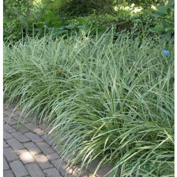 Carex morrowii 'Ice dance' - C3L - 20/30 cm