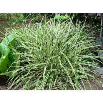 Carex morrowii 'Ice dance' - C3L - 10/20 cm