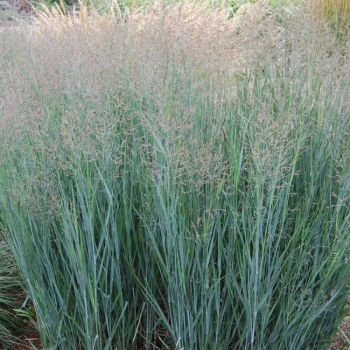 Panicum virgatum 'Heavy Metal' - P17 - 40/60 cm