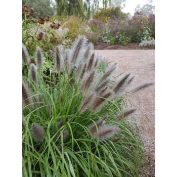 Pennisetum alopecuroides 'Black Beauty' - P15 - 60/80 cm