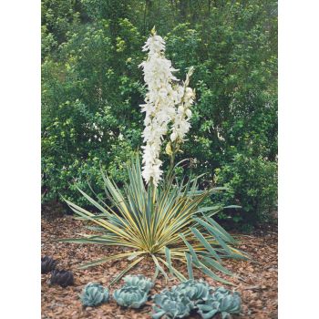 Yucca filamentosa 'Bright Edge' - C3L - 40/60 cm