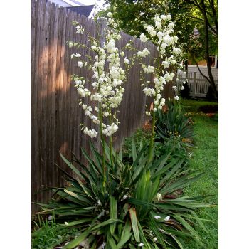 Yucca filamentosa - C9L