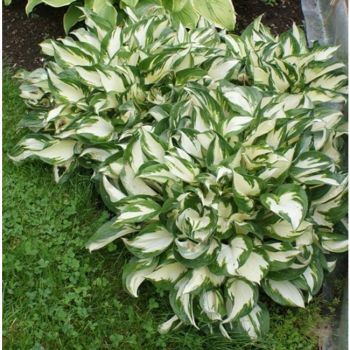 Hosta 'Fire and Ice' - P15 - 20/25 cm