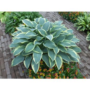 Hosta 'Dress Blues' - P11 - 0/10 cm