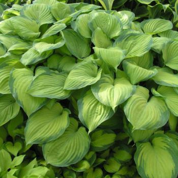 Hosta 'Guacamole' - P11 -0/10 cm