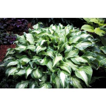 Hosta undulata 'Medio Variegata' - P11 -0/10 cm