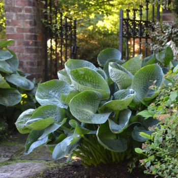 Hosta 'Abiqua Drinking Gourd' - P11 - 0/10 cm