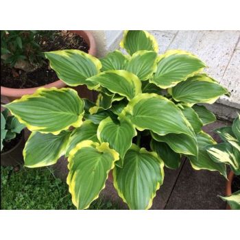 Hosta 'Sugar and Spice' - P11 - 0/10 cm