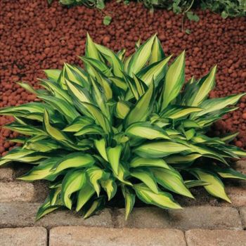 Hosta 'Lakeside Little Tuft' - P11 - 0/10 cm