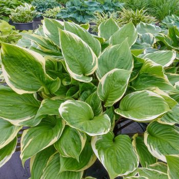 Hosta 'Sorbet' - P11 -0/10 cm