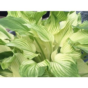 Hosta 'White Feather' - P11 - 0/10 cm