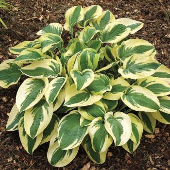 Hosta 'Wide Brim' - P11 - 0/10 cm