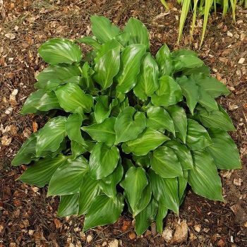 Hosta 'Invincible' - P11 -0/10 cm