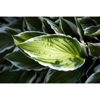 Hosta 'Frozen Margarita' - P11 -0/10 cm