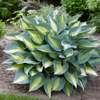 Hosta 'Catherine' - P11 - 0/10 cm