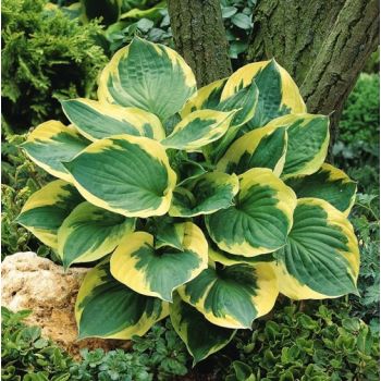 Hosta 'Twilight' - P11 -0/10 cm