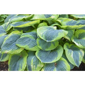 Hosta 'Frances Williams' - P11 - 0/10 cm