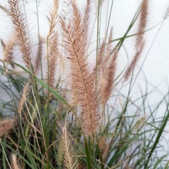 Pennisetum alopecuroides 'Hameln' - C2L