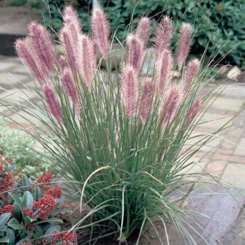 Pennisetum alopecuroides 'Red Head' - P17