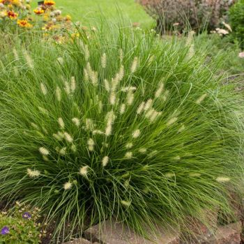 Pennisetum alopecuroides 'Little Bunny' - C2L