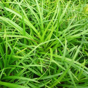 Carex morrowii 'Irish Green' - P15 - 10/20 cm