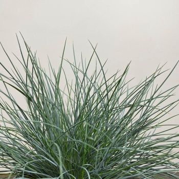 Festuca glauca 'Compacta Blue' - P11